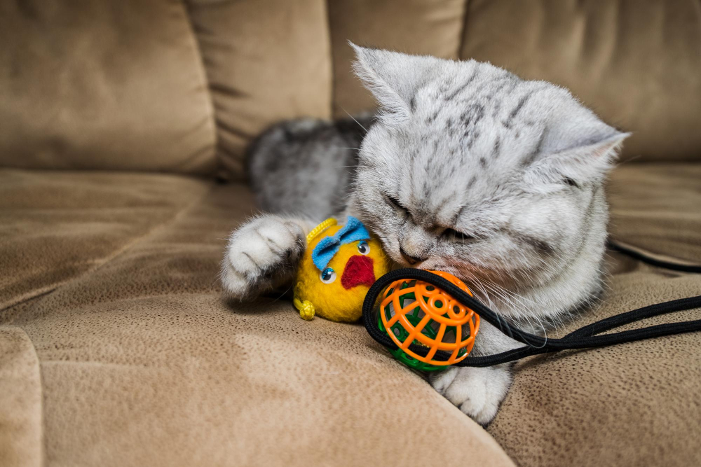 como domesticar un gato que bufa