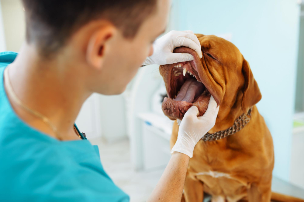 Hipersalivación en perros