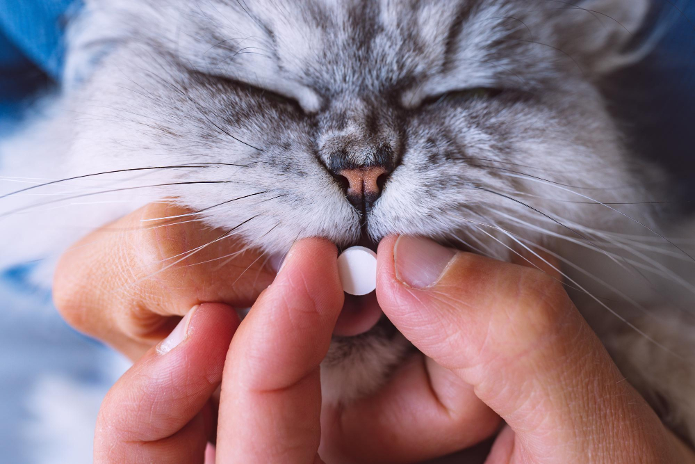 Eliminar parásitos intestinales en gatos